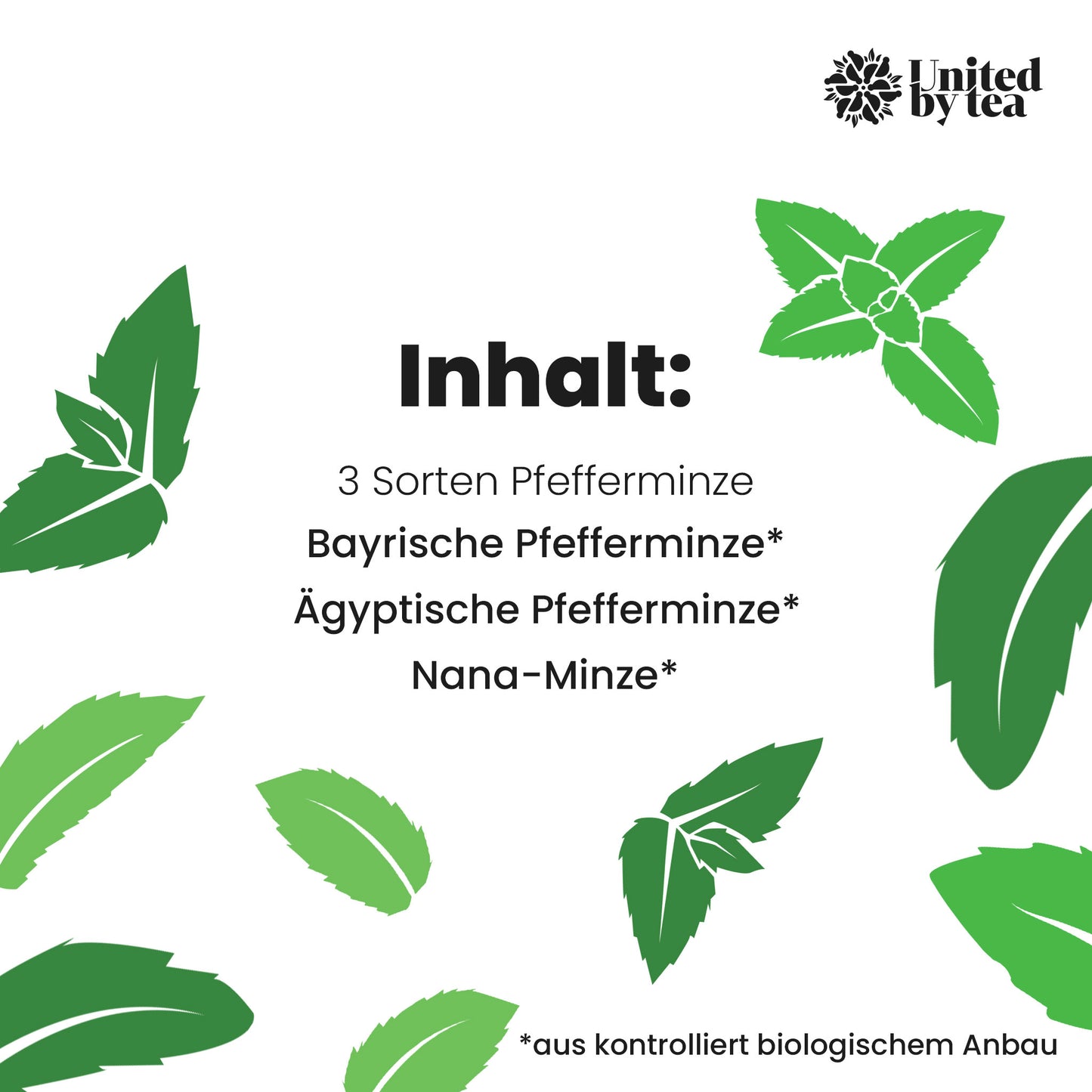 Mighty Mint (Gastro)