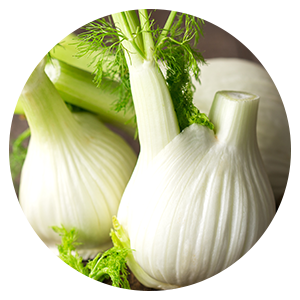 Zwei Stauden an Bio-Fenchel