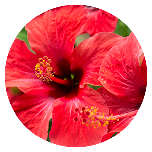 Kräftig-rote Blüte des Hibiskus